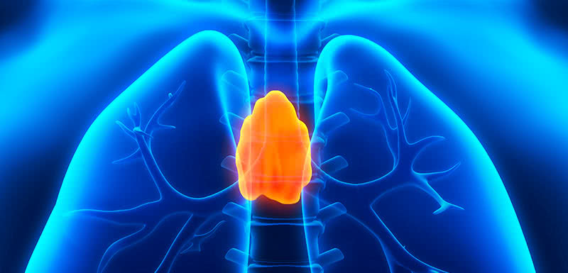 УЗИ вилочковой железы