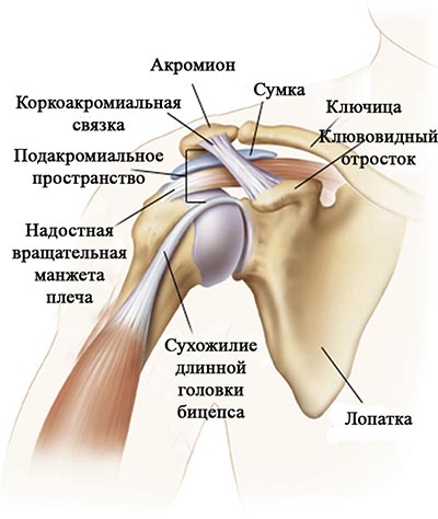УЗИ плечевого сустава