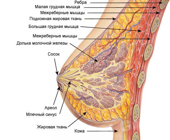 УЗИ молочных желез